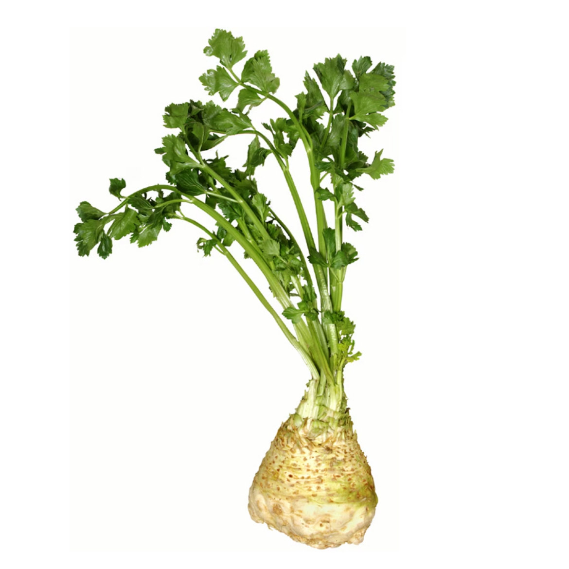 Picture of Celeriac
