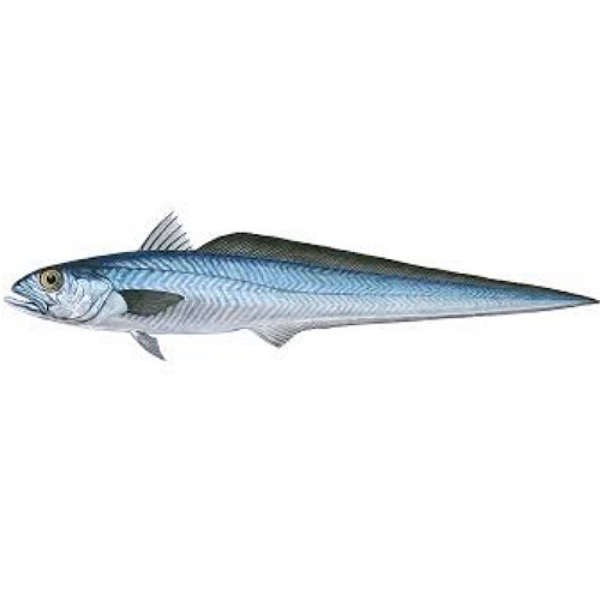 Picture of Fillets Blue Grenadier