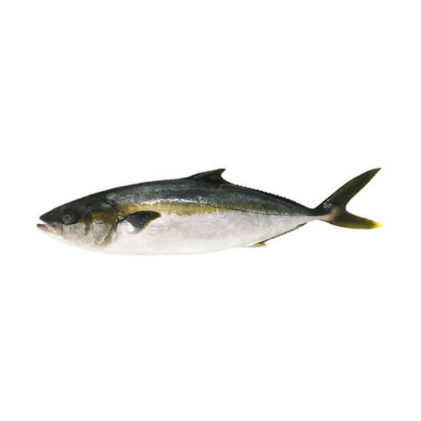 Picture of Kingfish Hiramasa