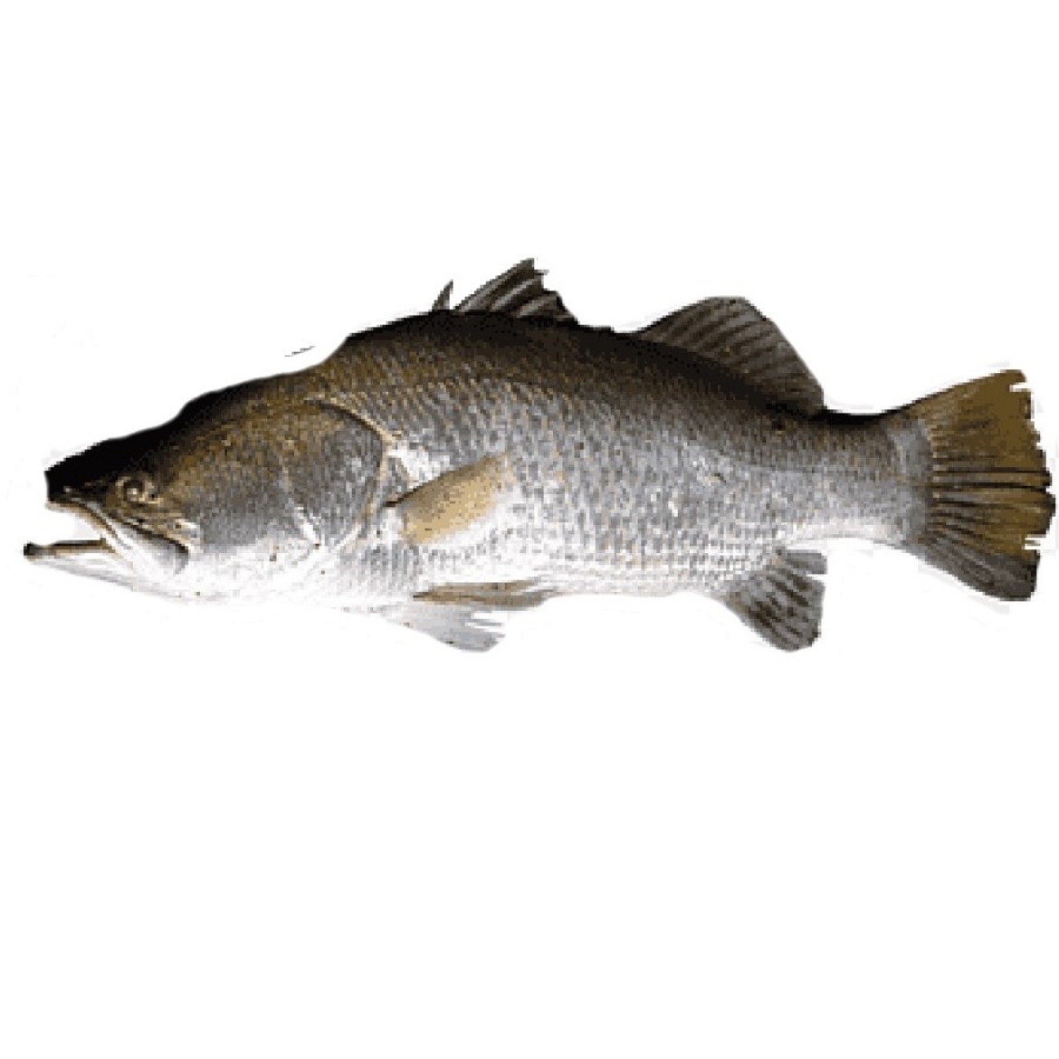 Picture of Barramundi
