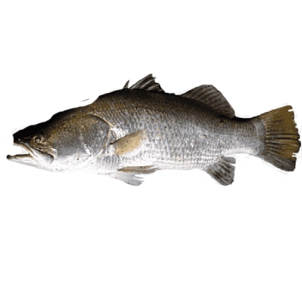 Picture of Barramundi