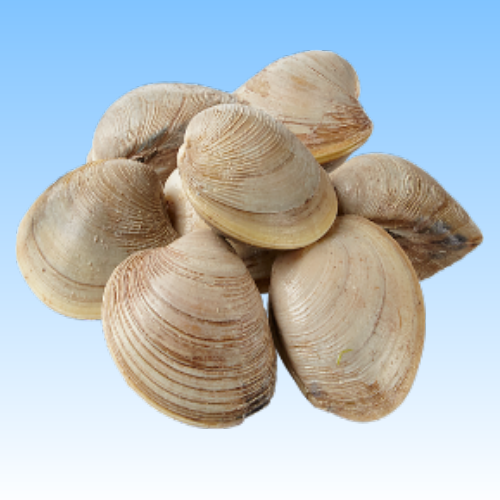 Picture for category Shell Fish