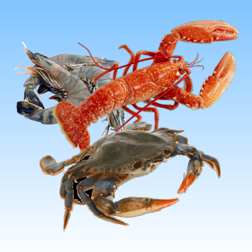 Picture for category Crustaceans