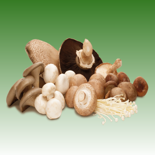 Picture for category Fungus