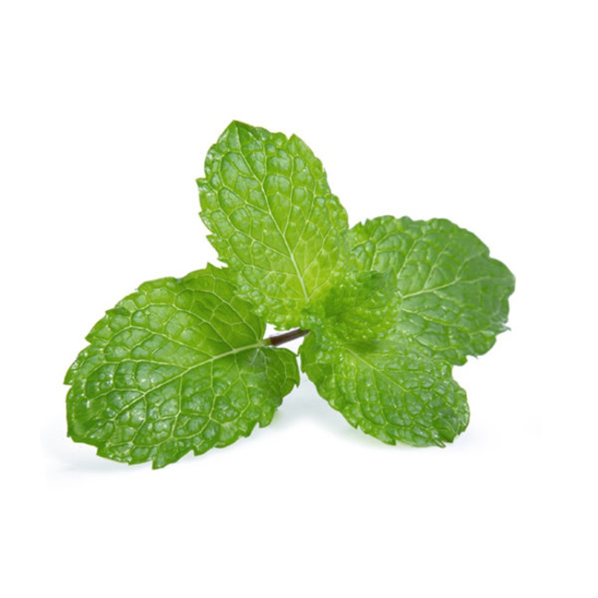 Picture of Mint
