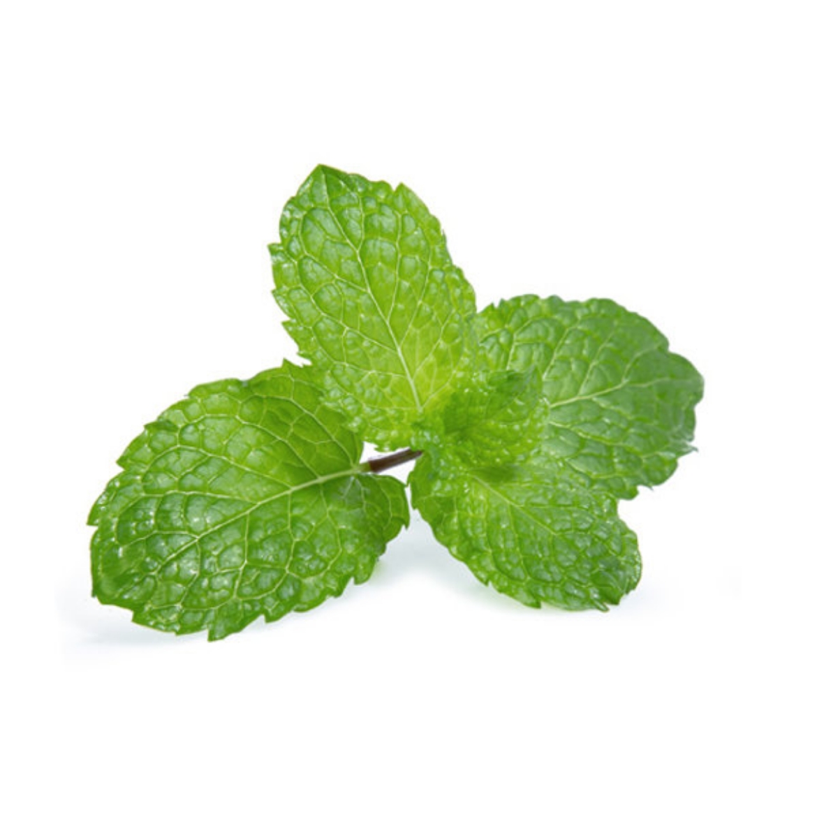 Picture of Herbs Mint 