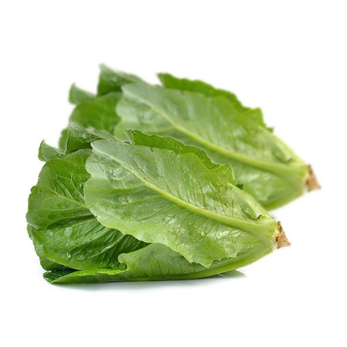 Picture of Veg Lettuce Cos 