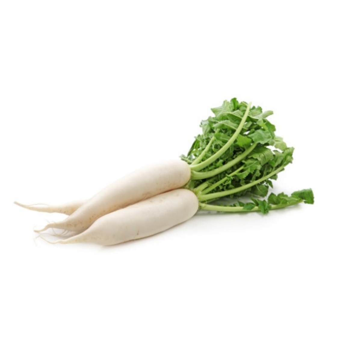 Picture of Daikon Radish Chinese