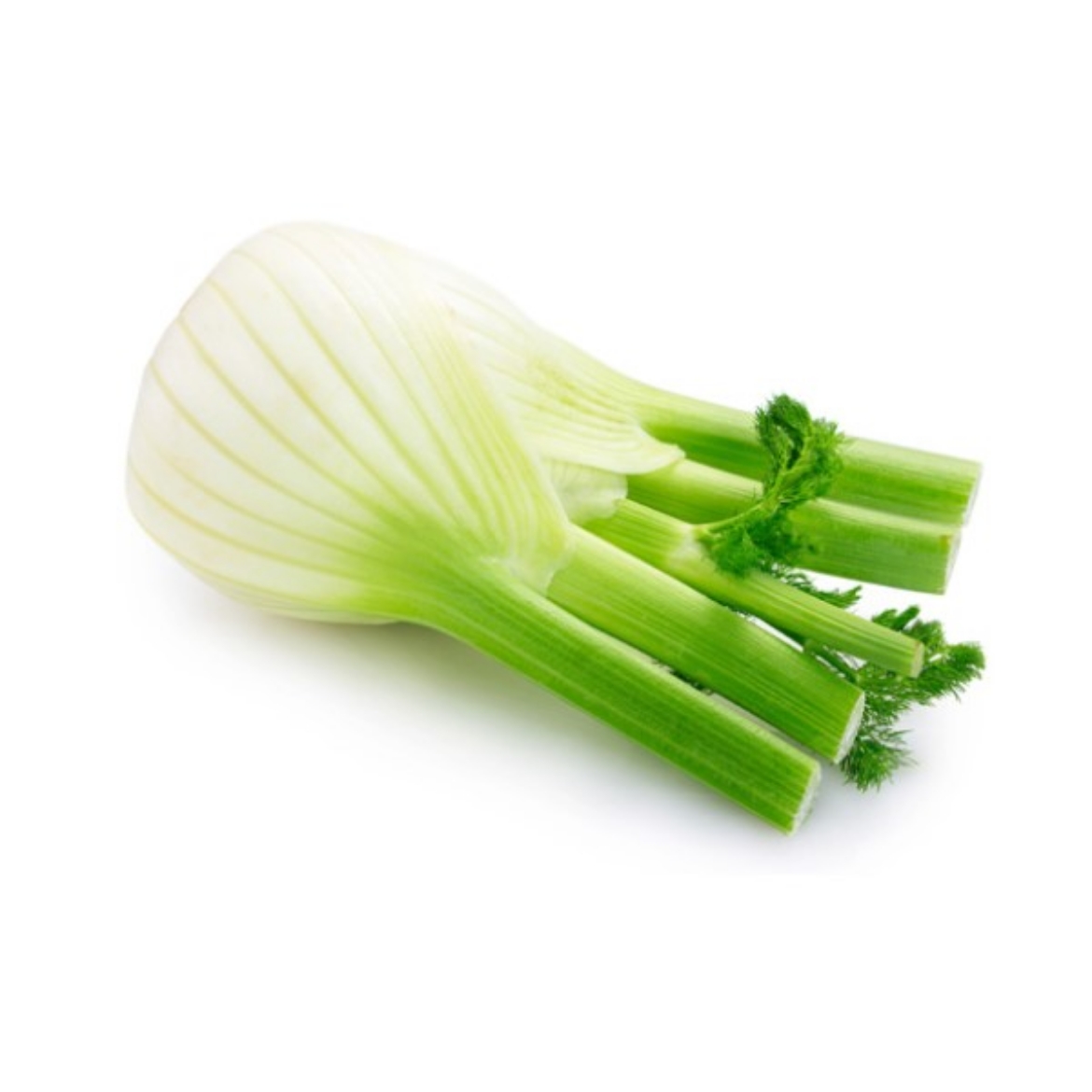 图片 Fennel Large