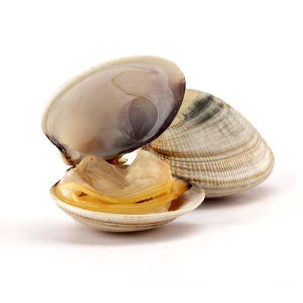 Picture of Clams