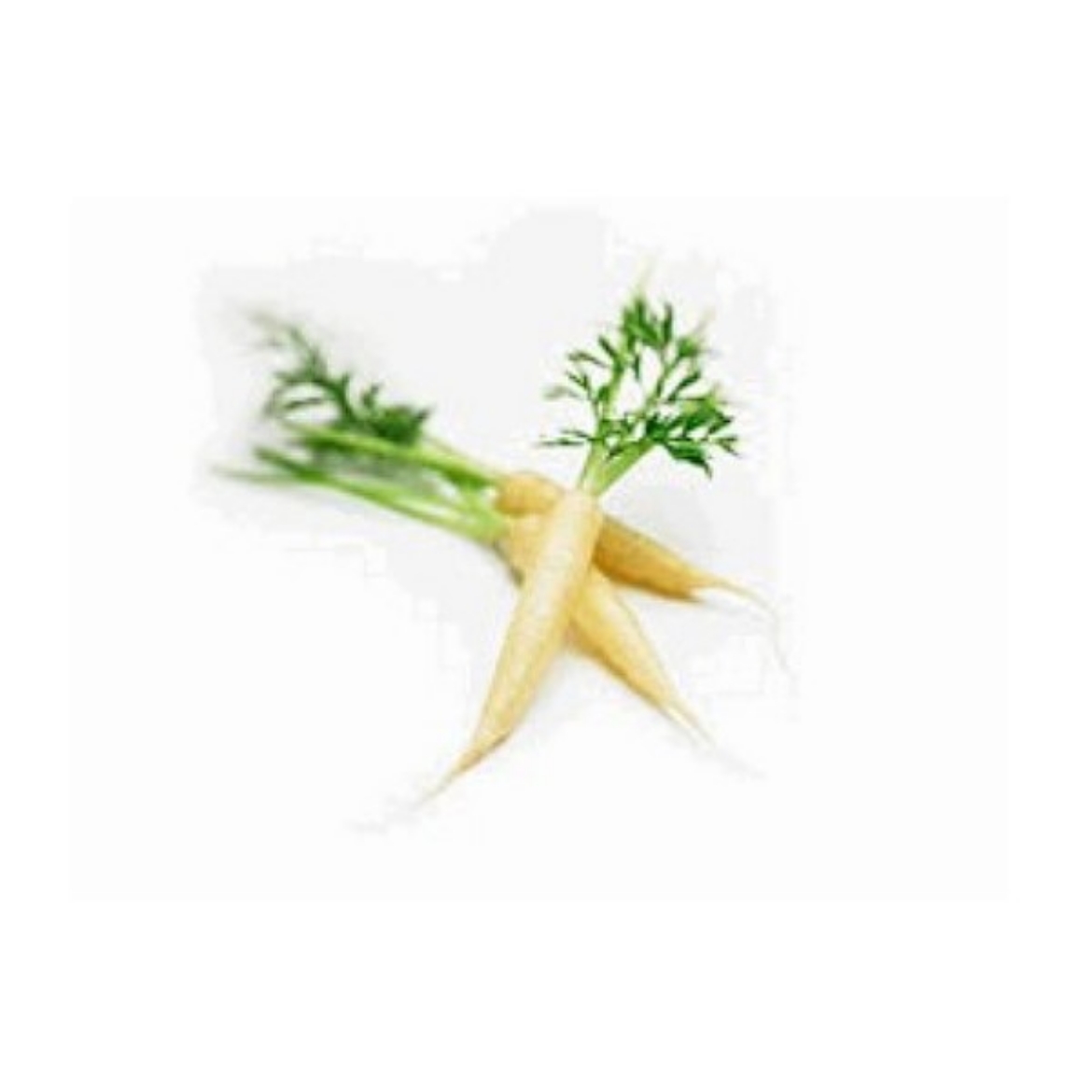 Picture of Carrots Baby White Bunch