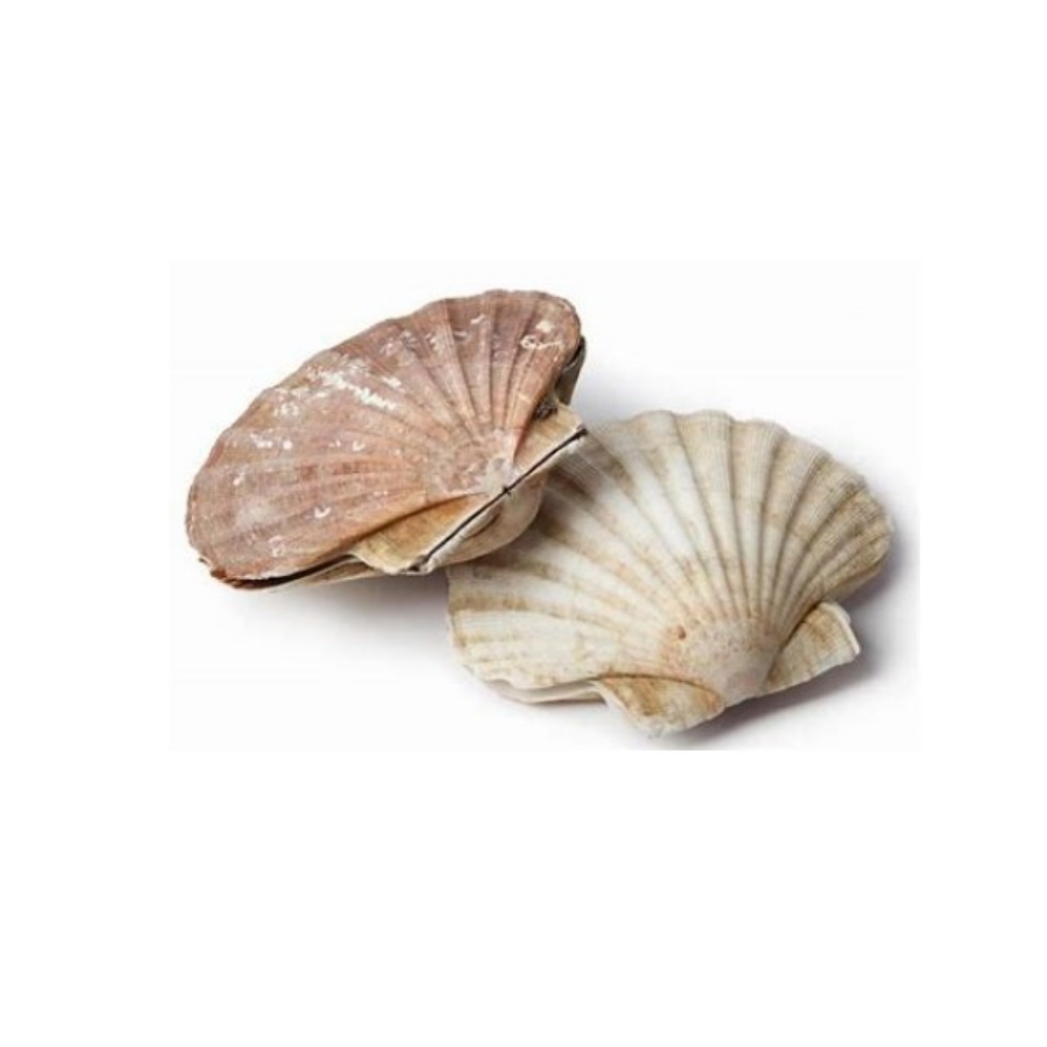Picture of Scallops Shells