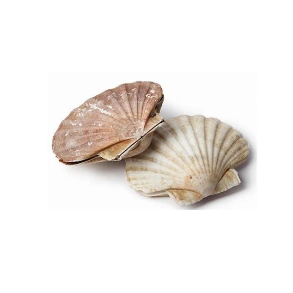 Picture of Scallops Shells