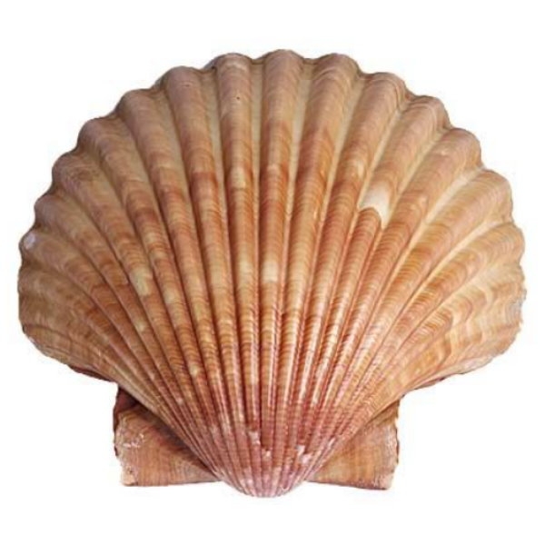 Picture of Scallops Shells 