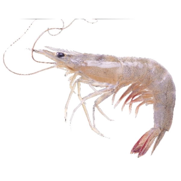 Picture of Prawns Raw Green 1kg