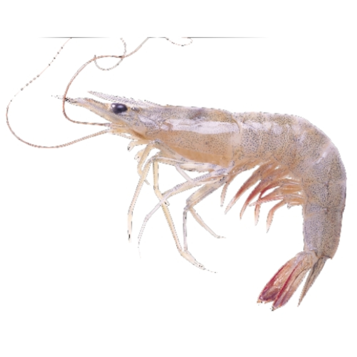 Picture of Prawns Raw 16/20