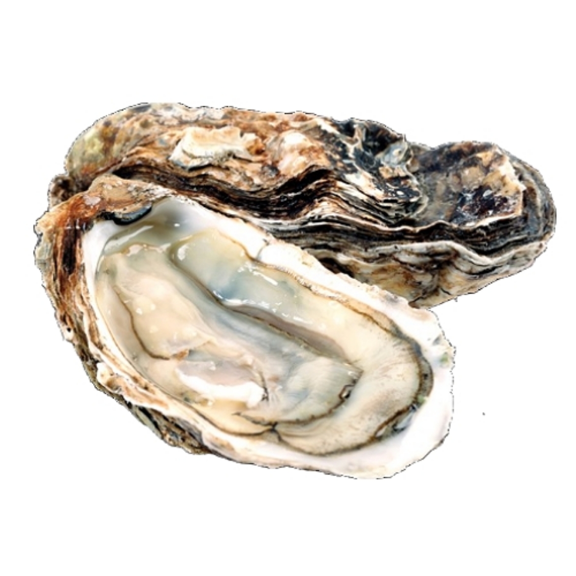 Picture of Oysters Live - Rock Albany Bistro