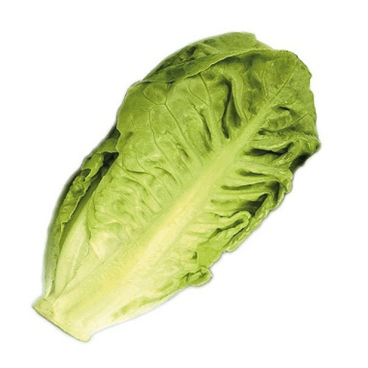 Picture of Lettuce Gem Cos Twin Pack