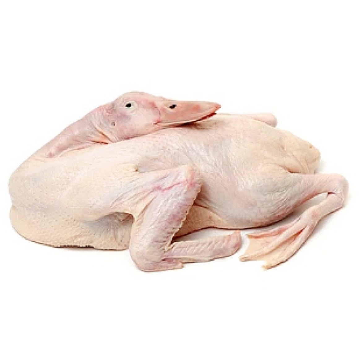 Picture of Duck