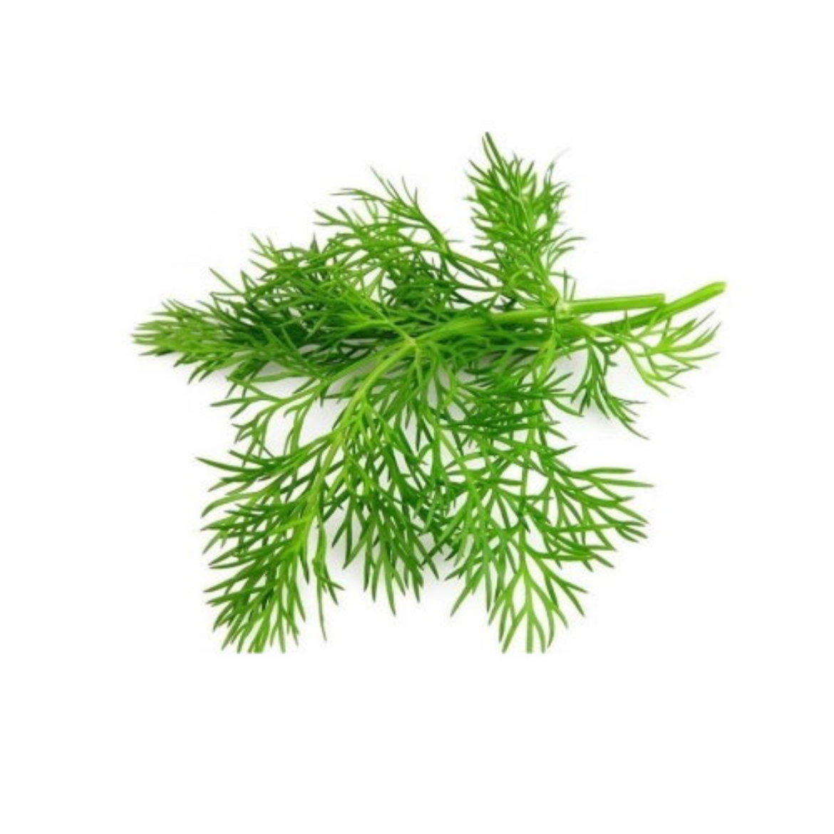 Dill の画像