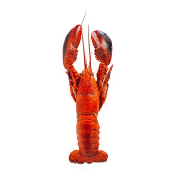 Picture of Live Lobster