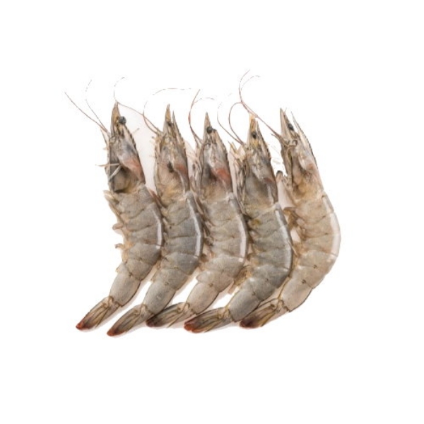 Picture of Green Prawns Tiger 9/12 Skull Island