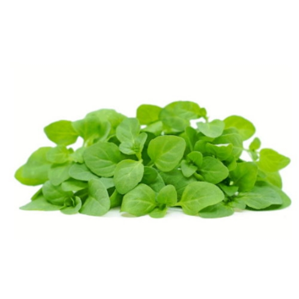 Picture of Micro Mint (Pot) 