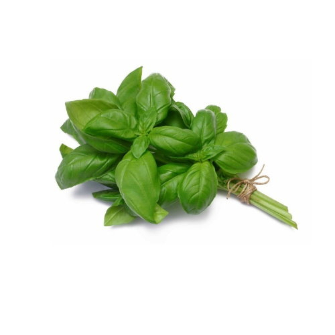 Picture of Basil