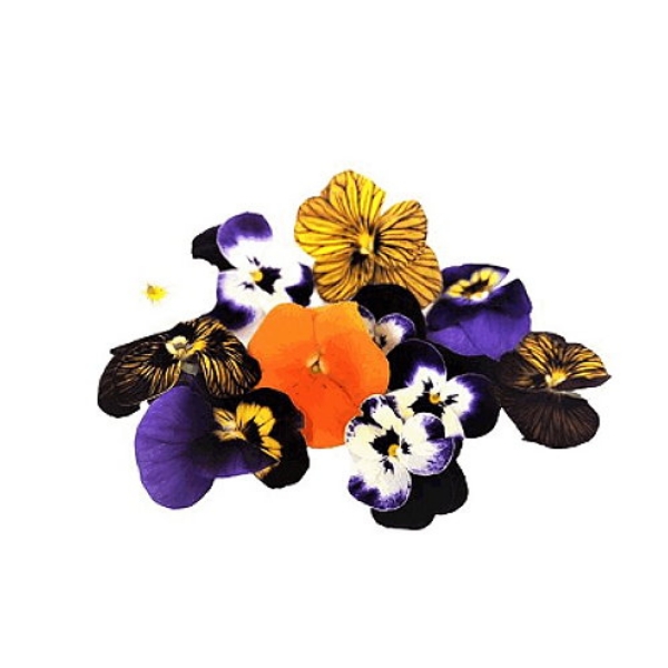 Picture of Flowers Edible Viola