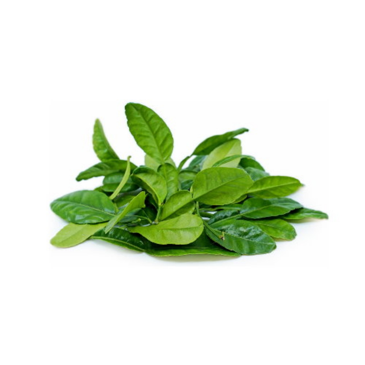 Picture of Kaffir Lime Leave