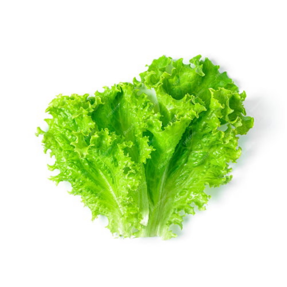 Picture of Lettuce Vietnamnese (X. LACH VN)