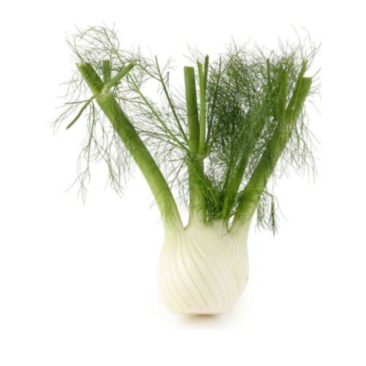 Picture of Fennel Fresh Each