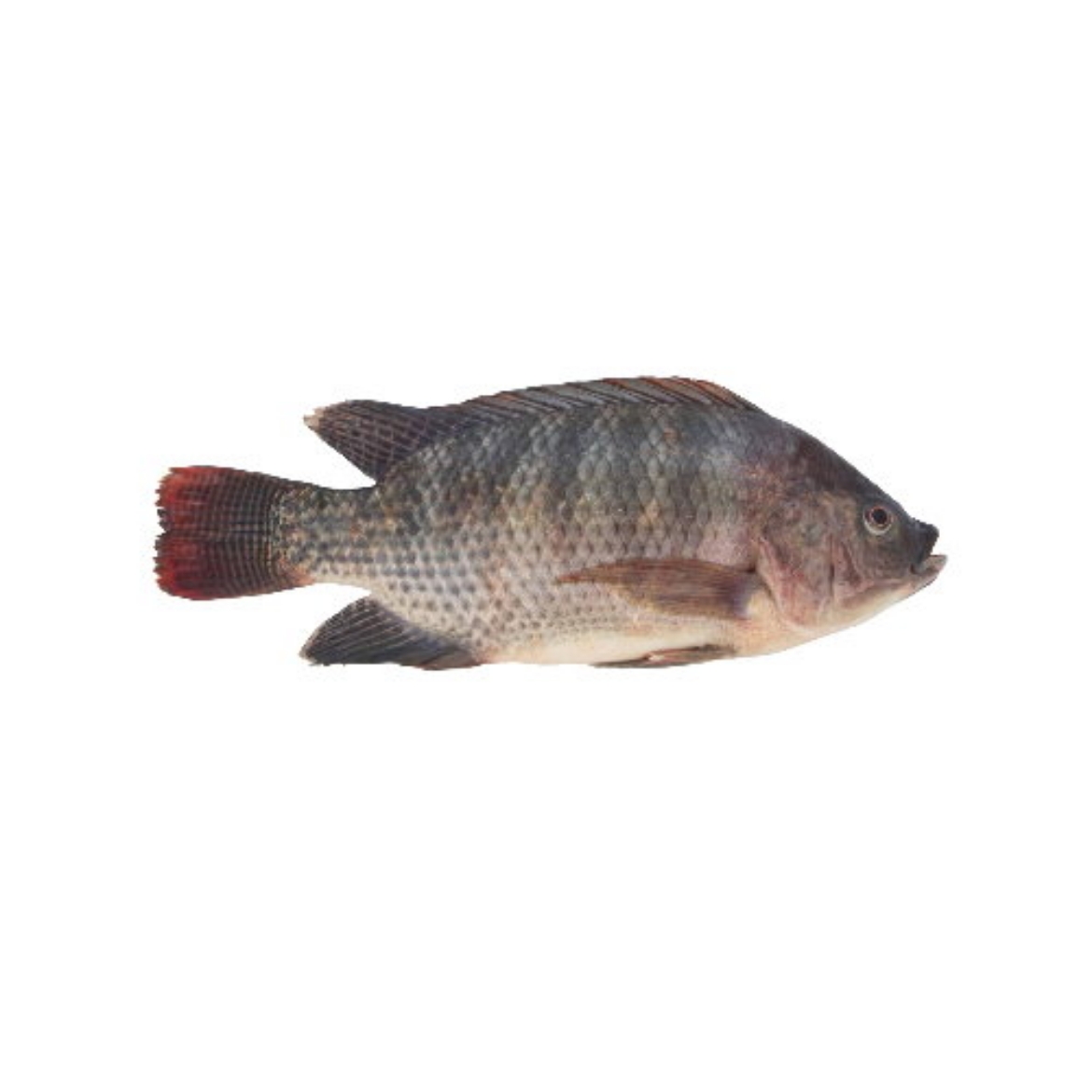 Picture of Fish Tilapia KG