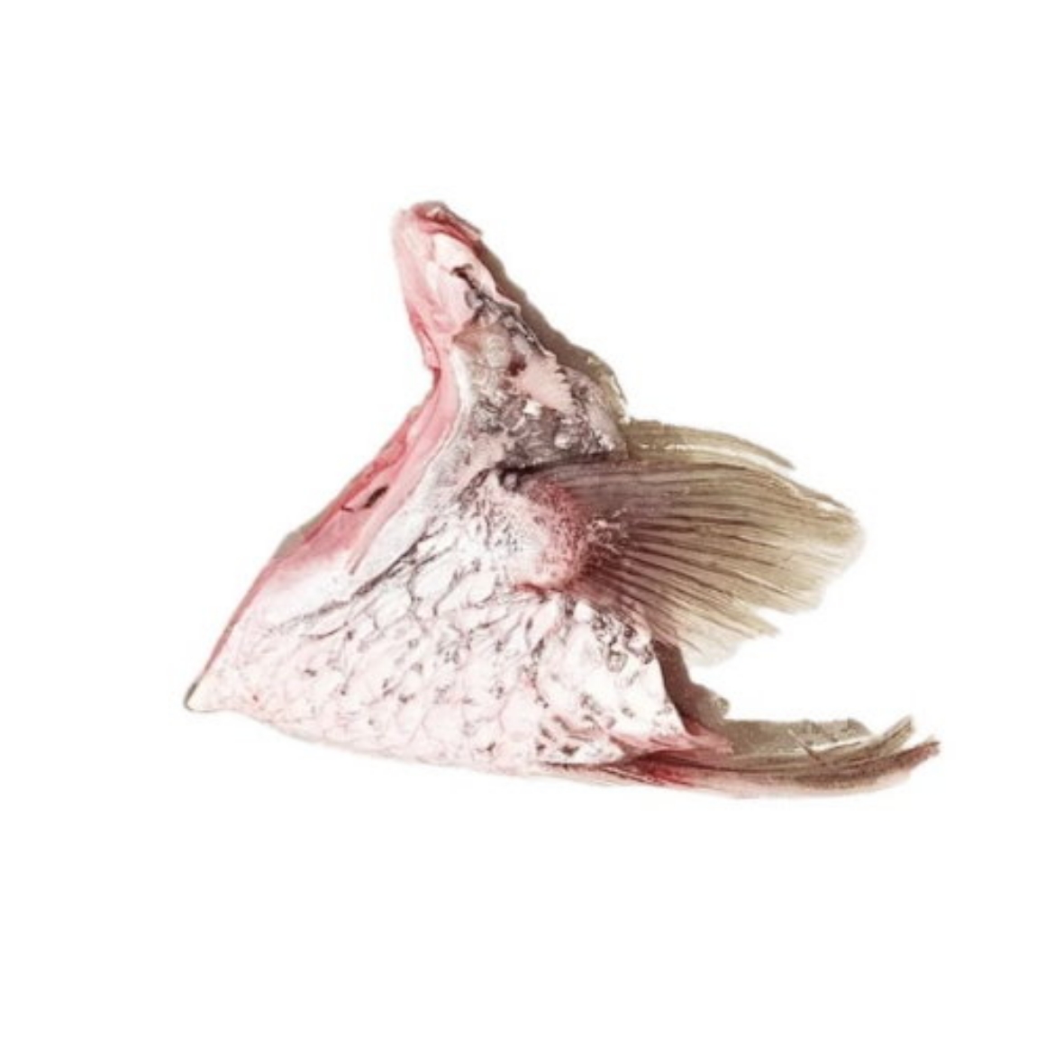 Picture of Barramundi Wing