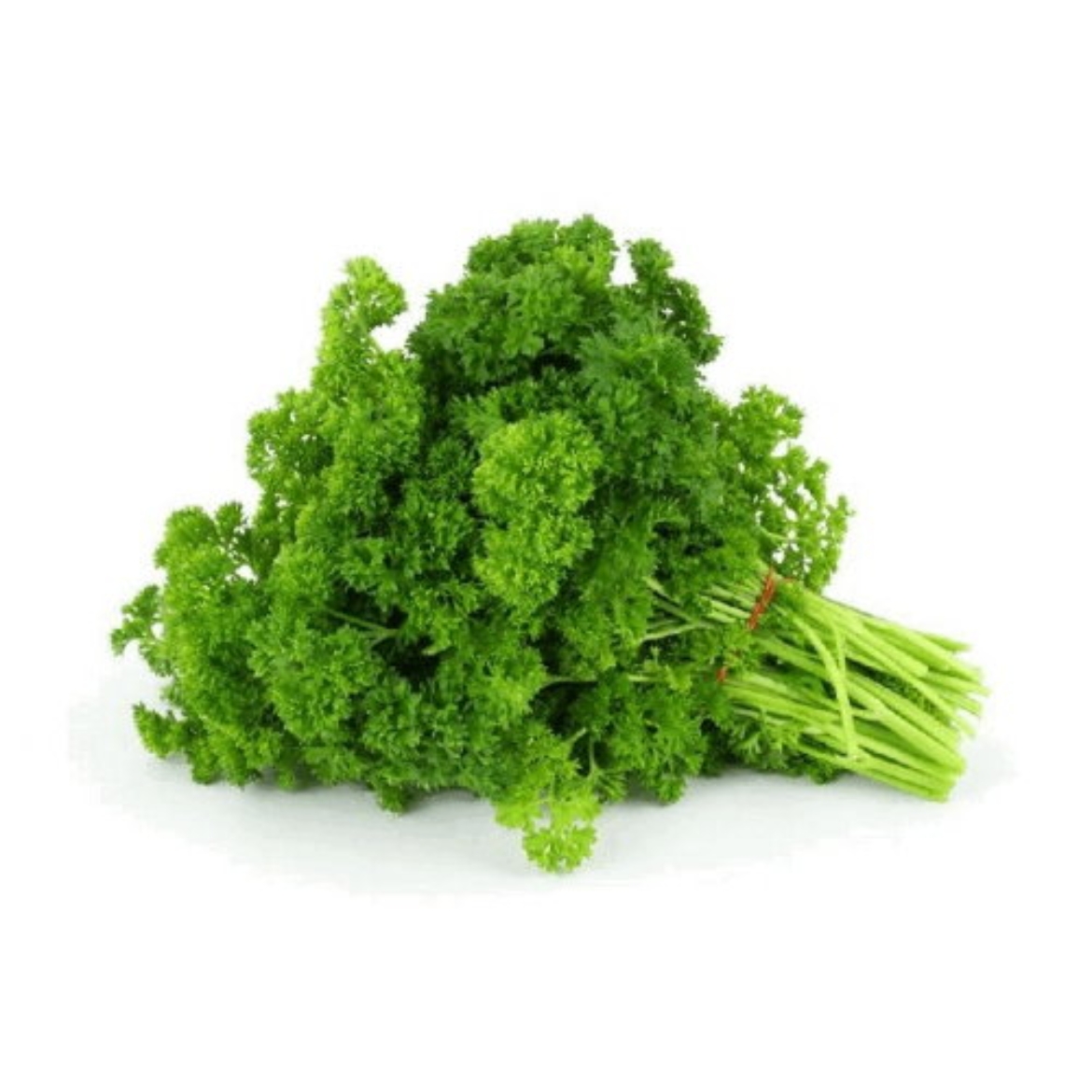 Parsley Curly の画像