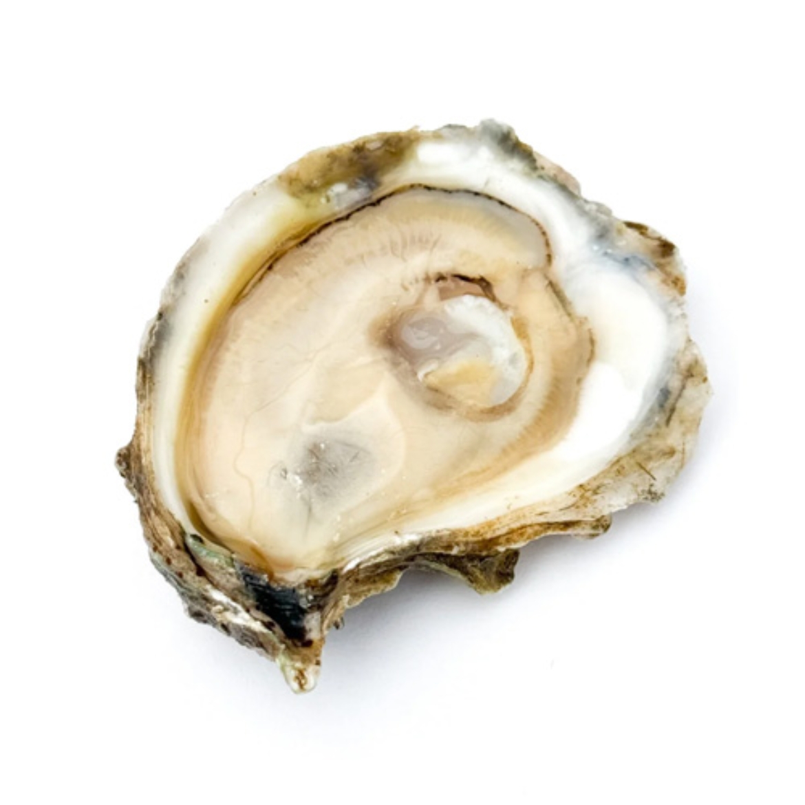 Picture of Oysters Open Pacific Plate