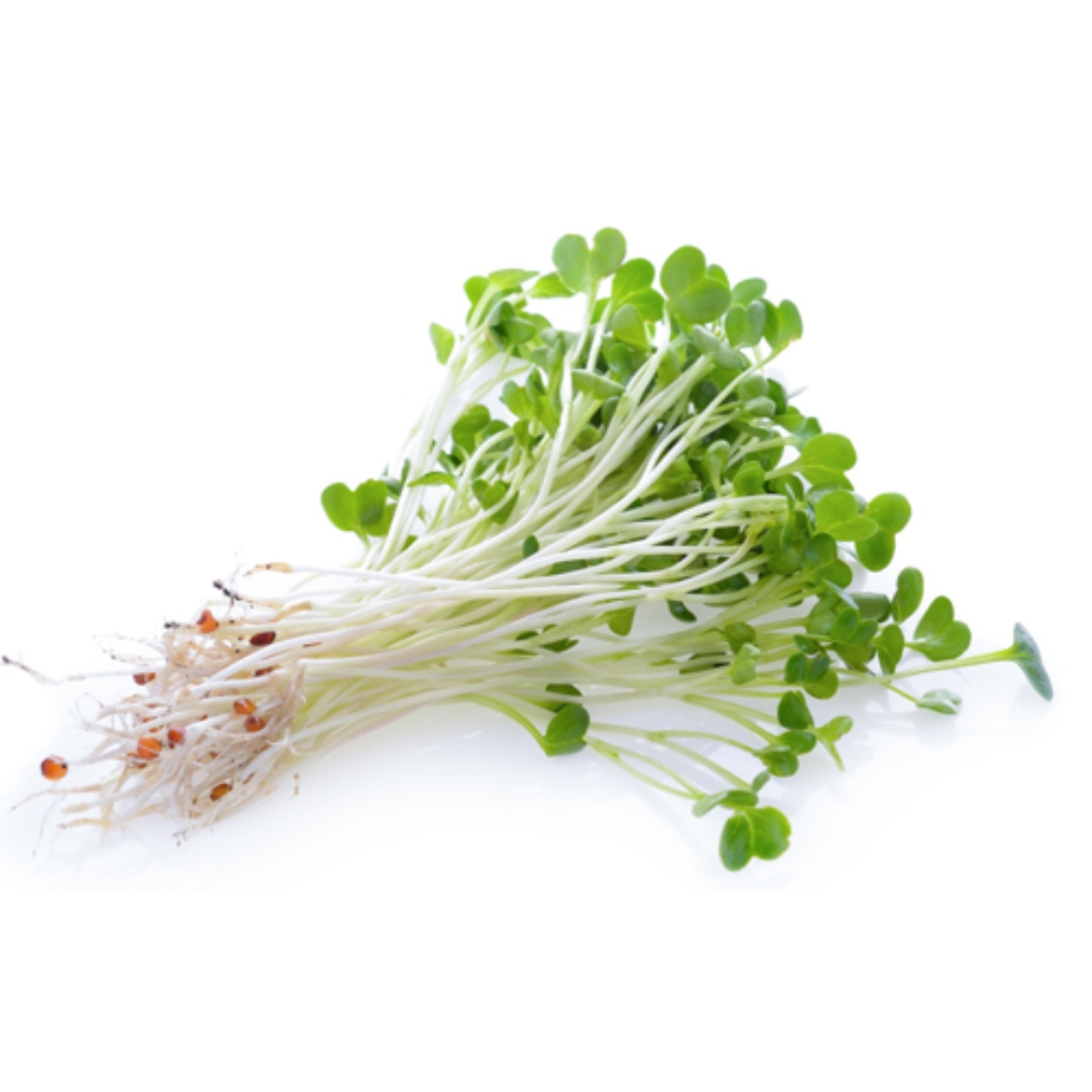 Sprouts Alfalfa 125g-Aussie Sprouts の画像