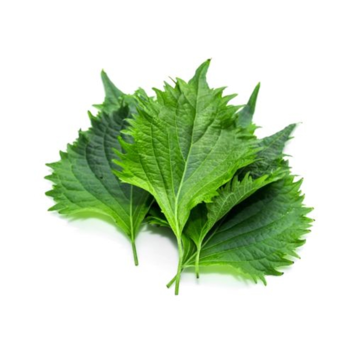 Picture of Shiso Leave Large
