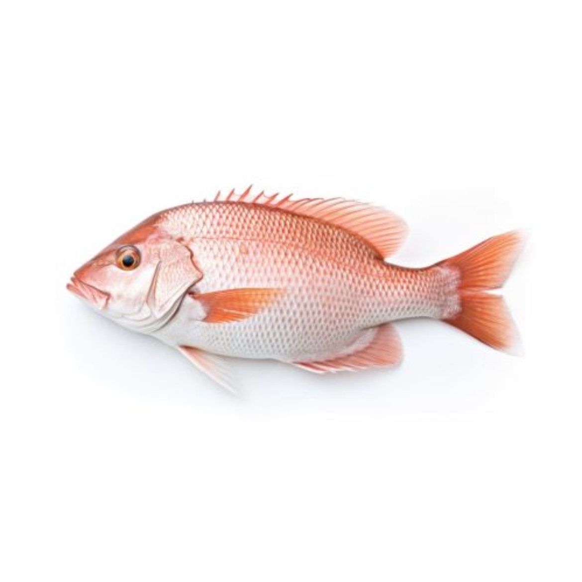 图片 Snapper Whole
