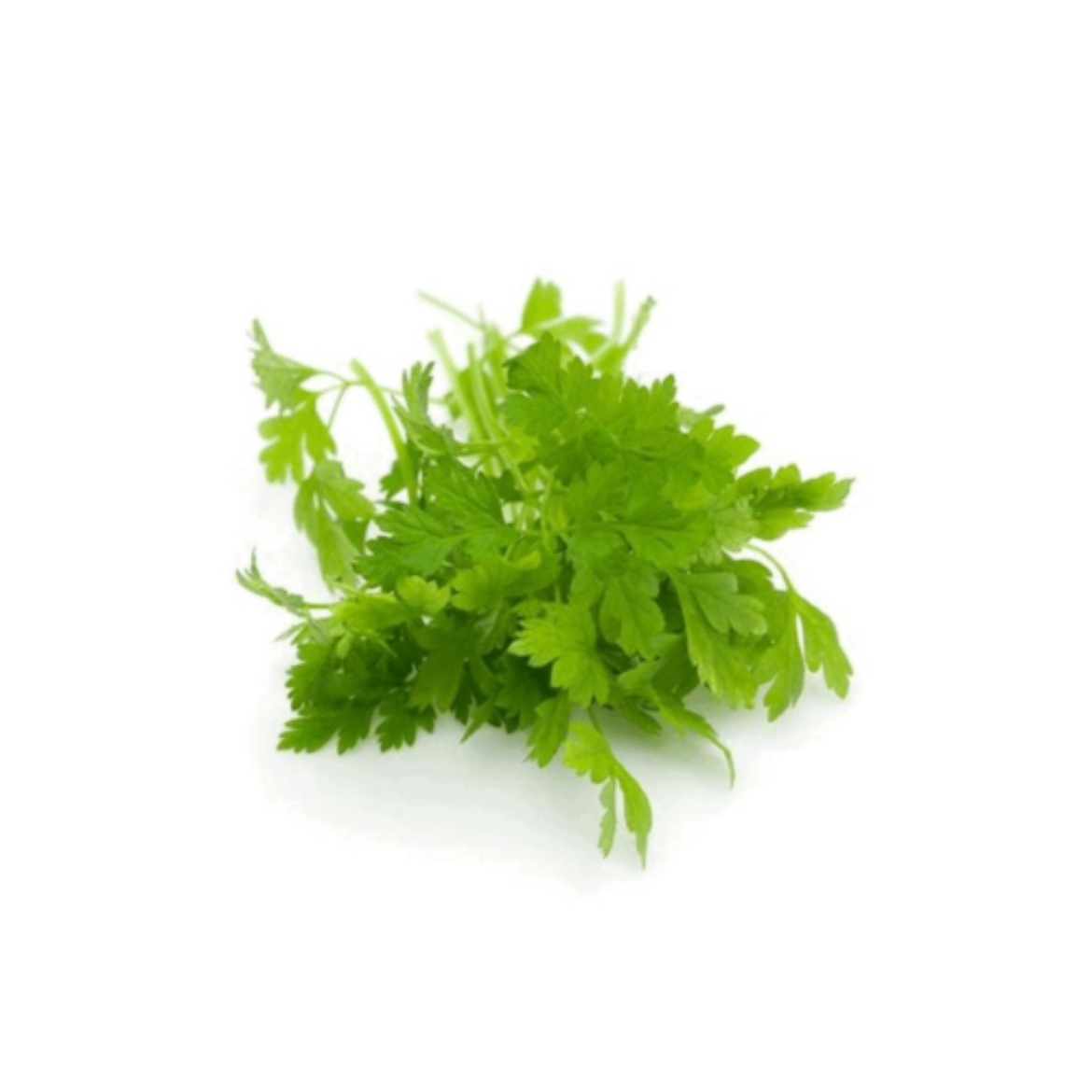 图片 Micro Chervil