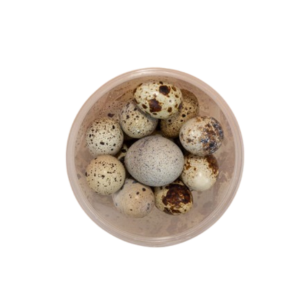 图片 Quail Eggs