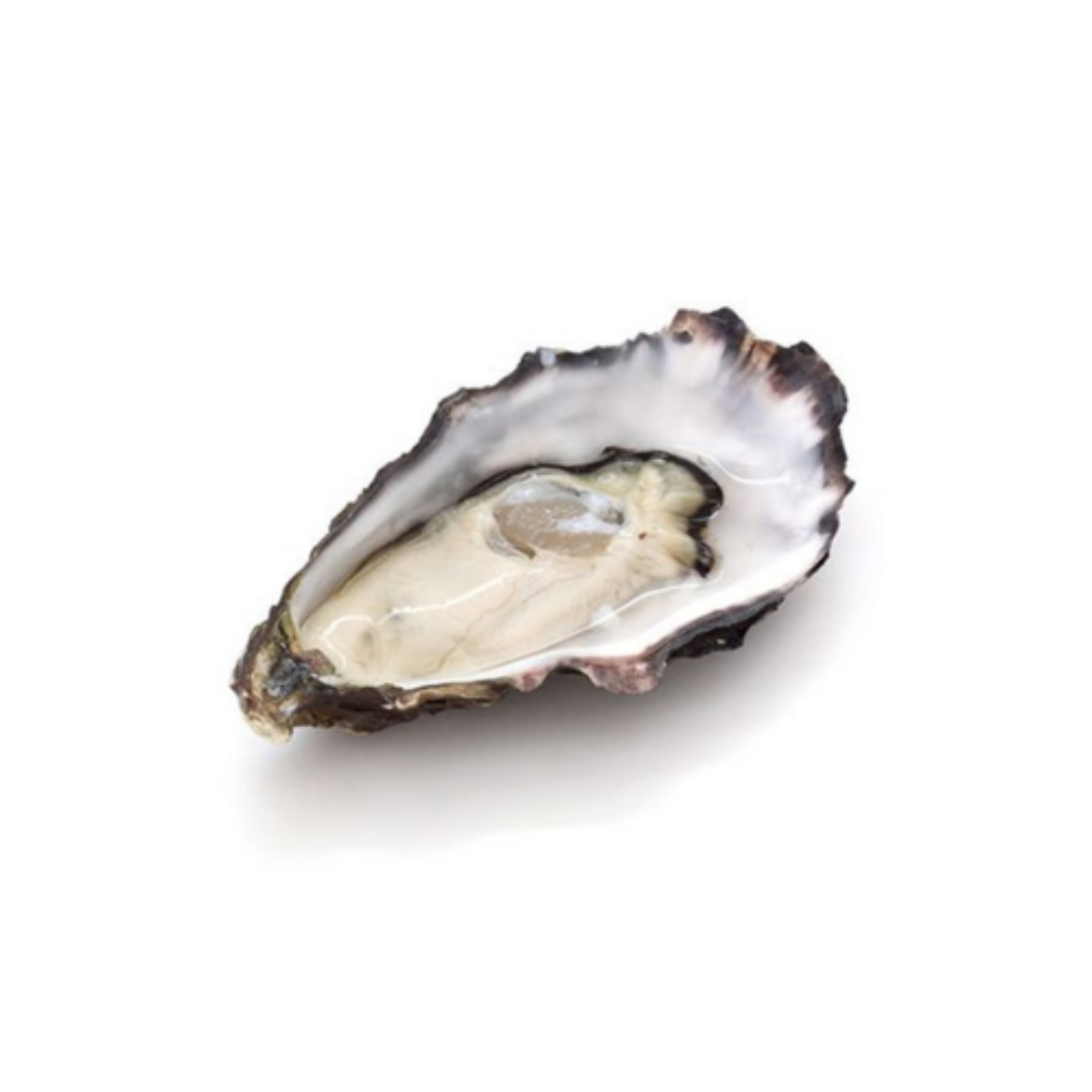 Picture of Oysters Live