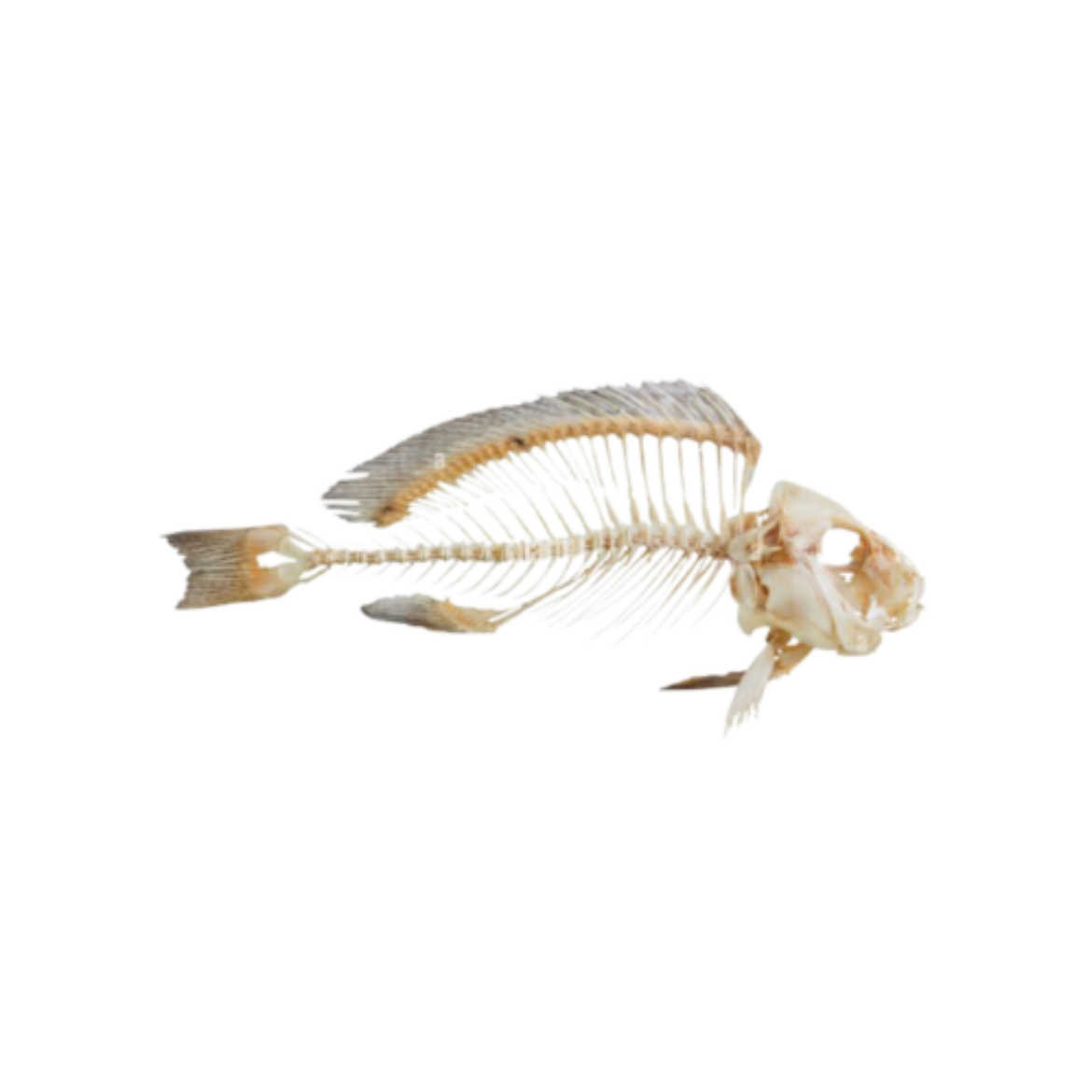 Fish Bone の画像