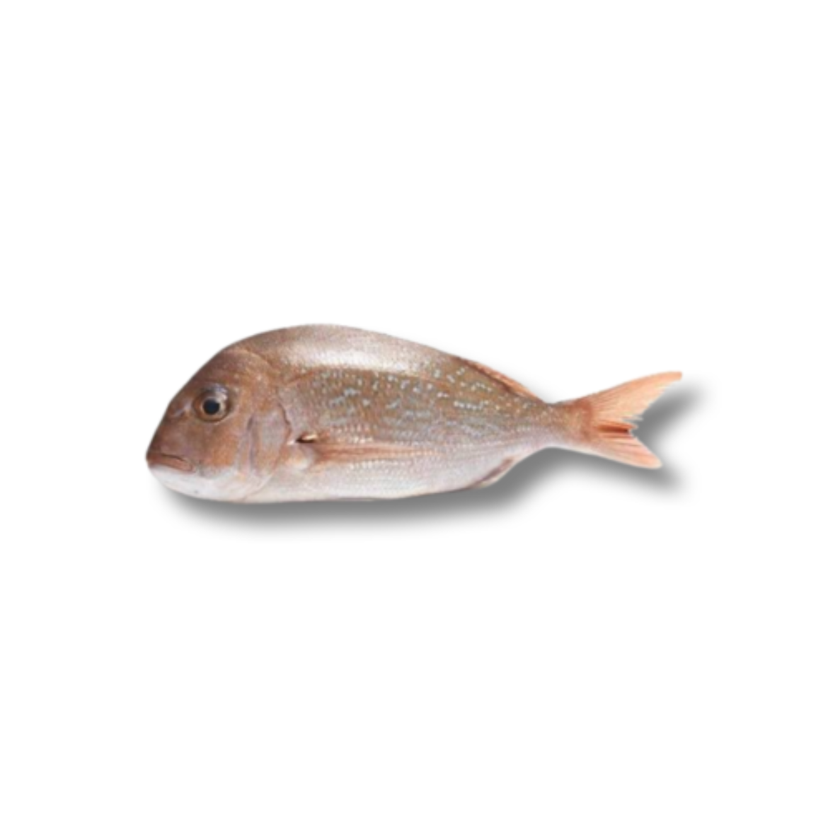 图片 Snapper Baby