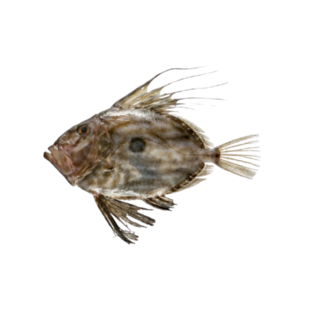 Picture of Fish John Dory