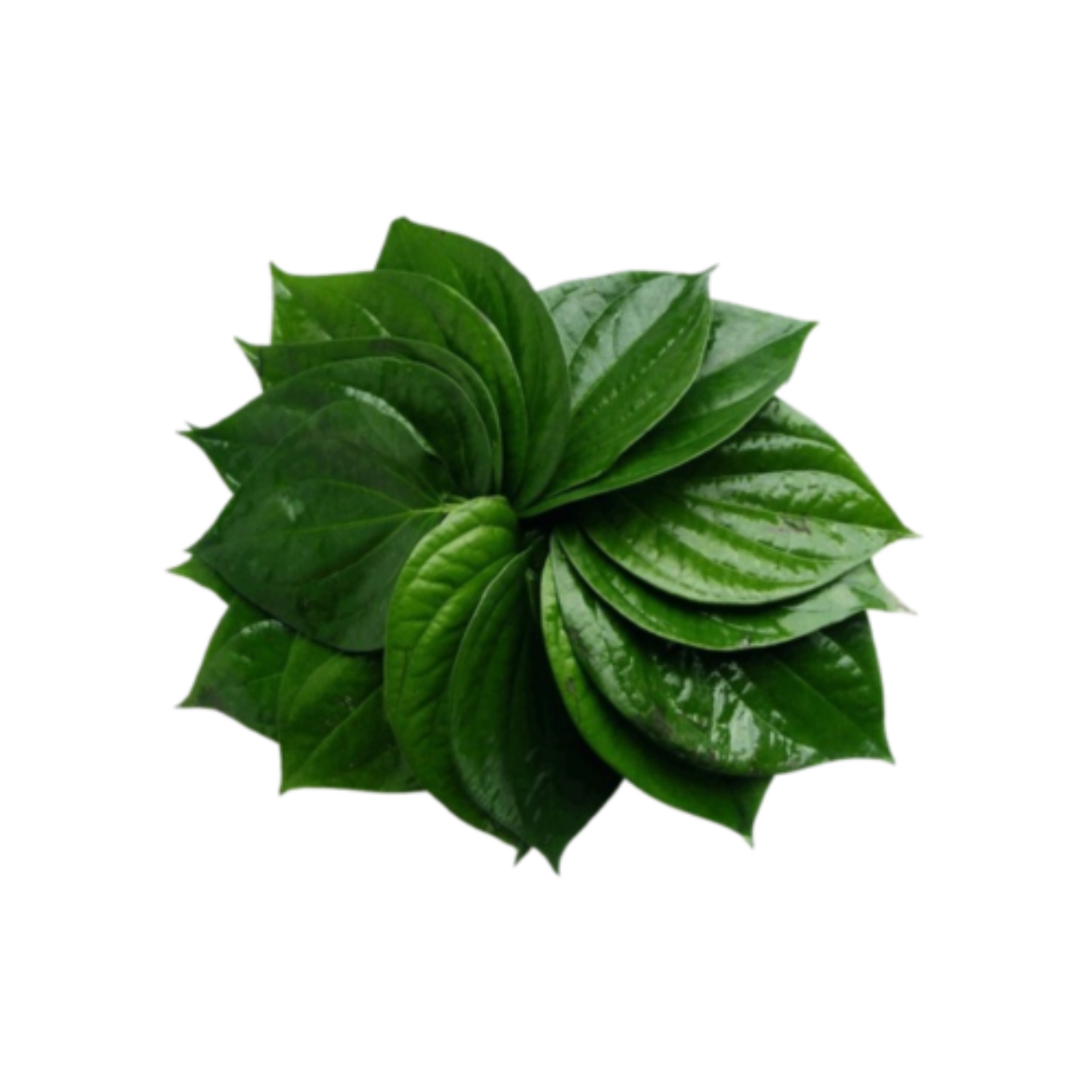 图片 Betel Leaves
