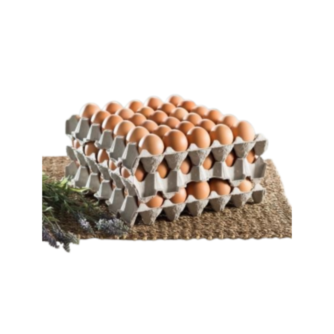 Egg 180pcs-DAYBREAK の画像