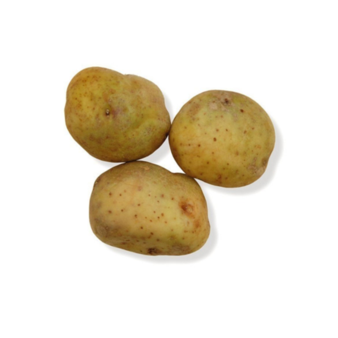Potatoes Sebago の画像