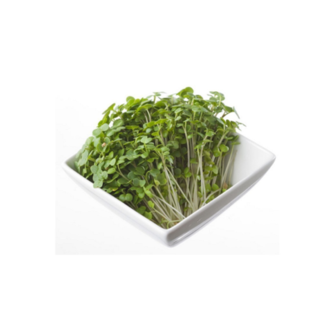 Picture of Micro Mustard Cress