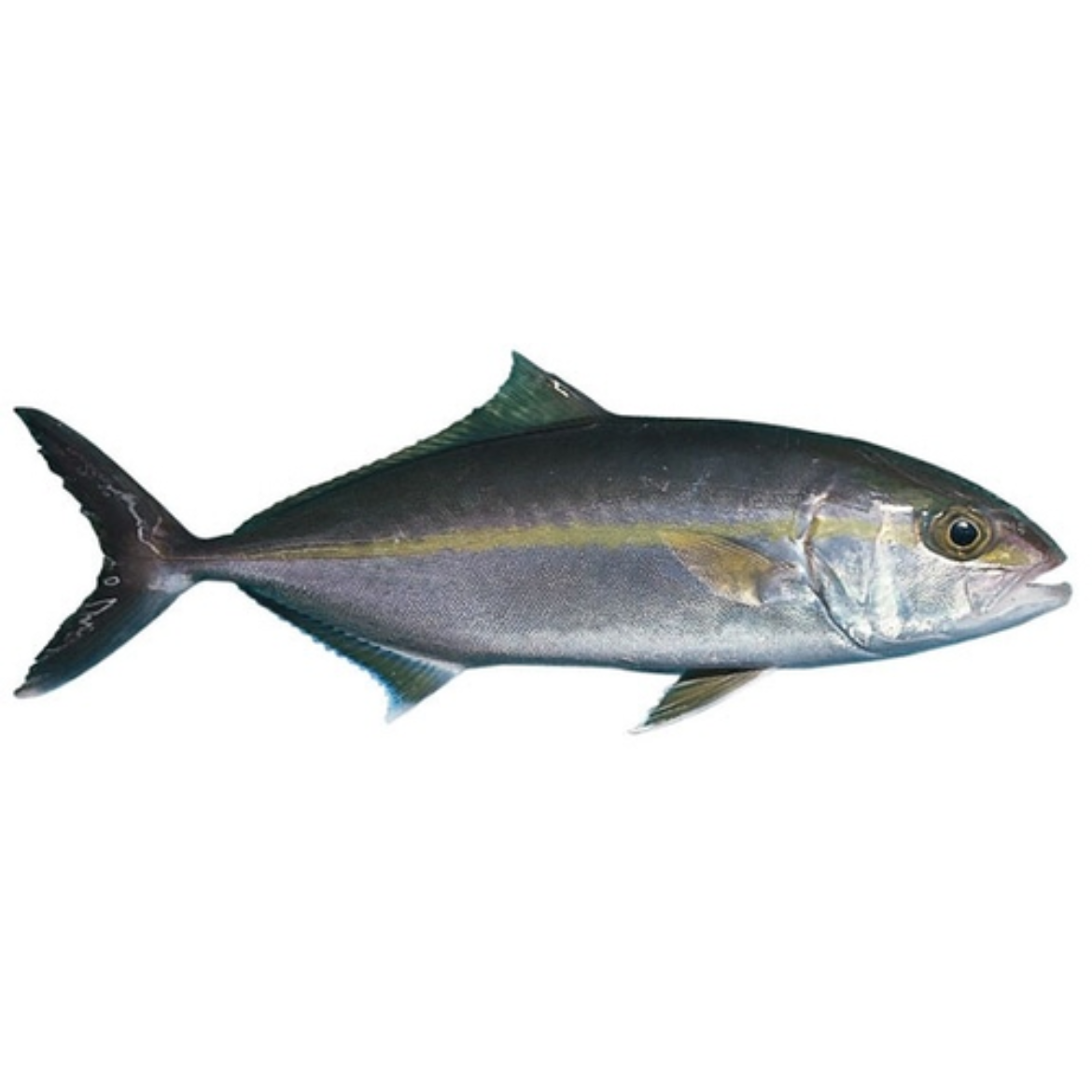 Picture of Gurnard Whole Iki Jime